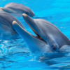 Catamaran - Nager avec les dauphins – Image 2