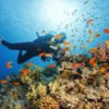 Diving