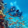 Diving - Image 2