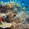 Diving - Image 3